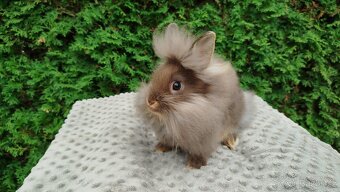 Zakrslýnkrálíček, králík -(lvíček)-NATANIEL - 4