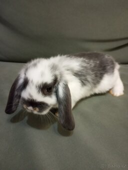 Zakrslý beránek králíček - 4