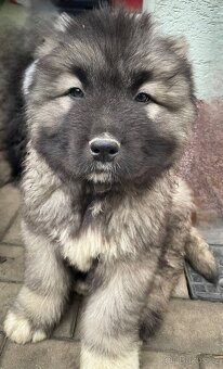 Kavkazský pastevecký pes - 4