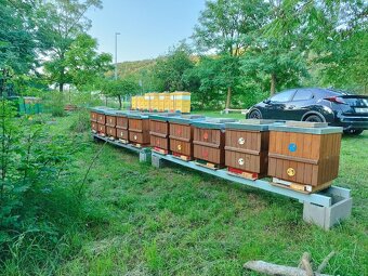 Včelí oddělky 2026 + dovoz - 4