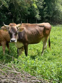 Jersey x Brown Swiss - 4