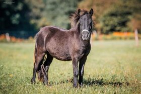 Falabella hřebec ( minihorse miny pony ) - 4