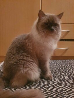 Ragdoll krytí - 4