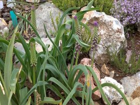 Modřenec chocholatý-Muscari comosum 400 semen 50 Kč - 4