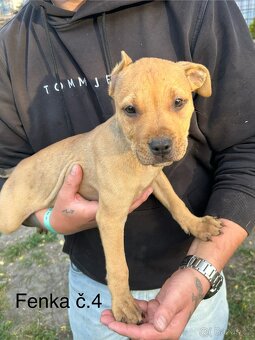 Americký pitbullterier - 4