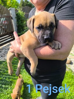 Štěňátka stafordšírskýho teriéra (amstaff) - 4