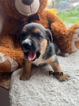 štěňátka Bordelkolie🐶 - 4