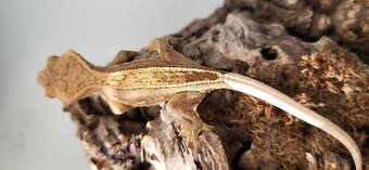 Pagekon řasnatý mláďata Correlophus ciliatus - 4