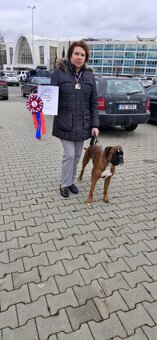 Německý boxer - krytí - 4