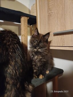 mainská mývalí koťata bez PP (Bibi) - 4