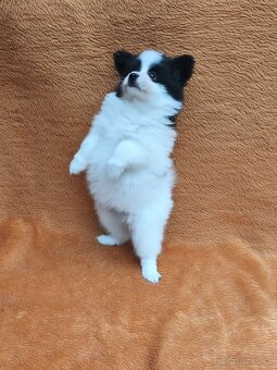Papillon/Pomeranian - 4