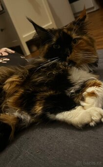 Kočky k adopci 🐾 - 4