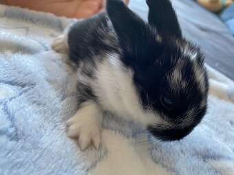 🐰 Zakrslý beránek – mláďata k rezervaci 🐰 - 4