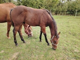 Hřebeček APH - 2024 - 4