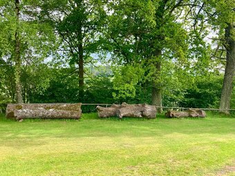 Jasanové dřevo kulatiny - 4