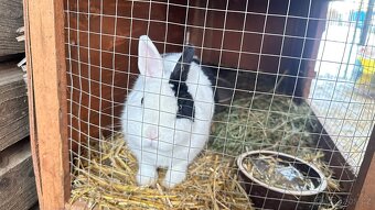 Kralik s usima nahoru - 4