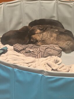 Štěňata 2 chlapci - 4