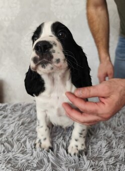 Anglický špringršpaněl s PP pes - 4