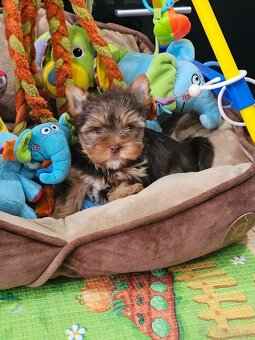 Jorkšírský teriér Čoko - 4