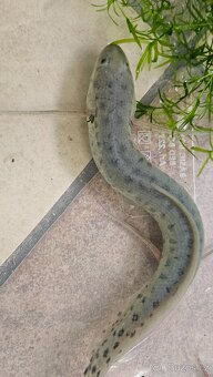 Bahník západoafrický Protopterus annectens - 4