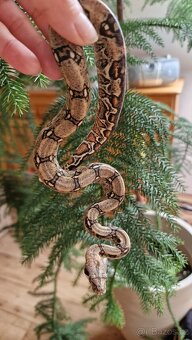 Hroznýš královsky-Boa constrictor imperator - 4