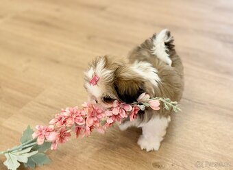 nejmilejší Shih-Tzu štěňátka - 4