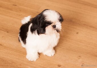 nejmilejší Shih-Tzu štěňátka - 4