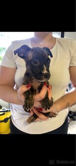 Štěňata Staford - 4