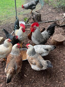 Prodej bio vajec - 4