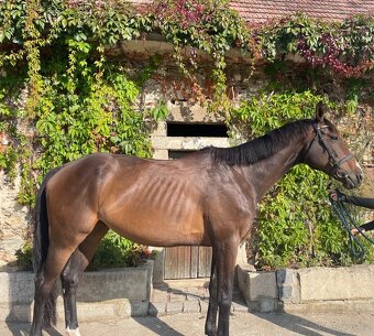 8mi letý valach na prodej - 4