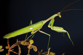 Prodám Kudlanky Sphodromantis viridis - 4
