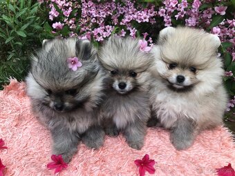 Pomeranian s p.p - 4