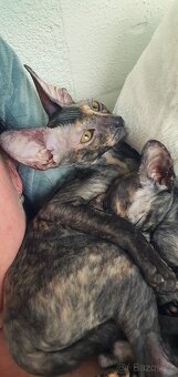 Maciatka cornish rex s PP - 4