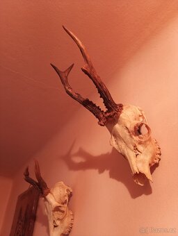 Trofeje srnčí - 4