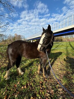 Irsky cob - I Výměna - 4