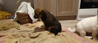 Štěňata kříženci - 4