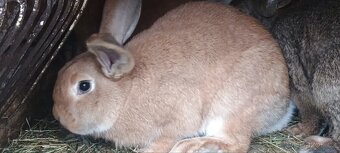 Nabízím králíky - 4