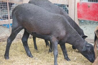 kamerunská ovečka s dcerou - 4