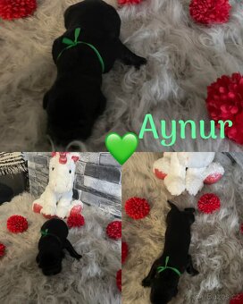 Cane corso - 4