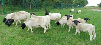 Berani a jehnice Dorper - 4