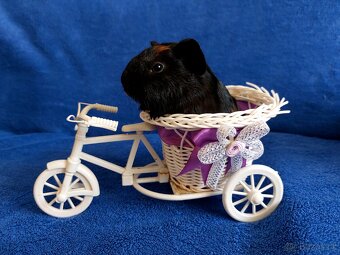 Morče, morčátka miminka - 4