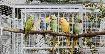 Austrália odcervenie S76 - 4