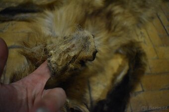 Kožešina liška - 4