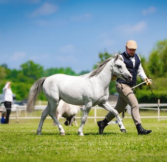 Welsh mountain Pony - 4