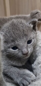 Ruská modrá kotatka s pp - 4