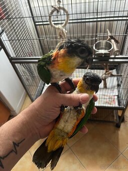 Amazonek černotemenný 1,1, ručně dokrmeni - 4