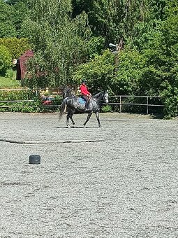 A1/1 7letý valach - 4