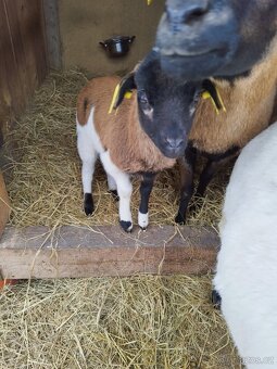 Prodám jehňata ovce kamerunské - 4