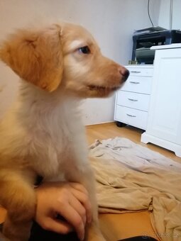 Hovawart - štěňata - 4