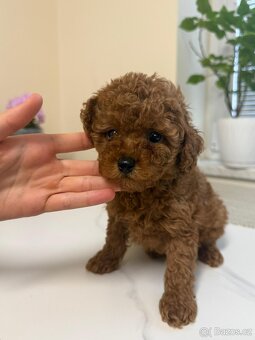 Toy pudl chlapec - 4